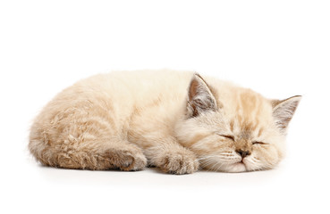 Cute sleeping kitten on white background