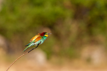 Ein farbenprächtiger Bienenfresser schüttelt sich am Ast im Sonnenlicht