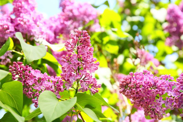 Plakat Blossoming lilac outdoors on spring day