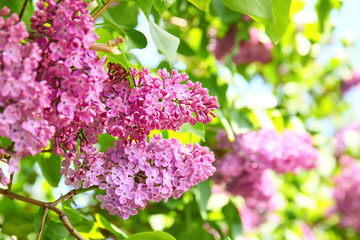 Fototapeta na wymiar Blossoming lilac outdoors on spring day