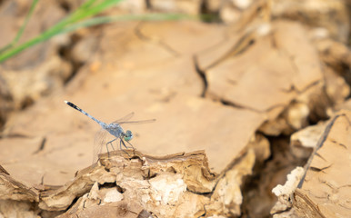 Dragonfly on the cracked earth/ground in drought, Soil texture and dry mud, Dry land.