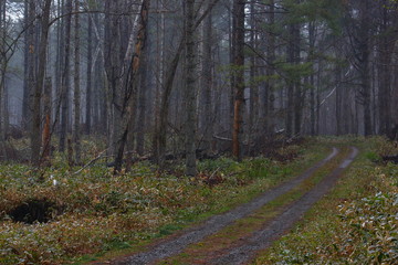 雨に濡れた深い森。何処かへ続く一本の道。