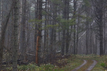 雨に濡れた深い森。何処かへ続く一本の道。