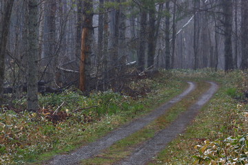 雨に濡れた深い森。何処かへ続く一本の道。