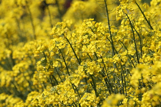 27 Best アブラナ科アブラナ属 Images Stock Photos Vectors Adobe Stock