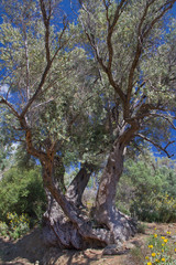 Very old, branched Olive tree in an orchard on Crete, Greece