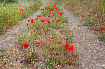 Poppies growing on a dirtroad in a rural environment