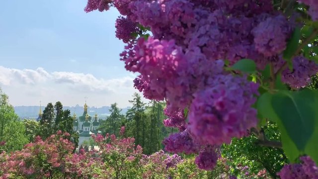 Beautiful blooming spring in Kiev Kyiv Ukraine. Video footage from phone. Hryshko National Botanical Garden. view to Vydubychi Monastery.