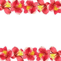 Beautiful floral background of red Alstroemeria. Isolated
