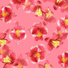 Beautiful floral background of red Alstroemeria. Isolated