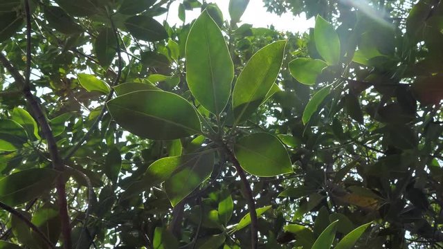 The mangrove leaves are swaying in the wind.