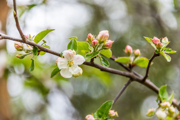 Wild Apple Tree Blossoms in Spring