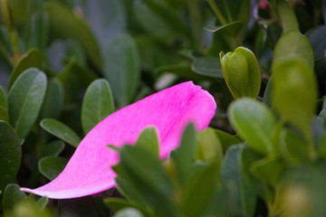 Pink petals, texture