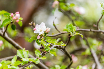 Wild Apple Tree Blossoms in Spring
