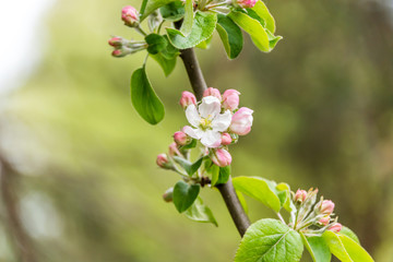 Wild Apple Tree Blossoms in Spring