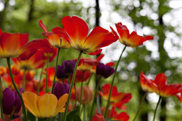 Spring tulips in the park