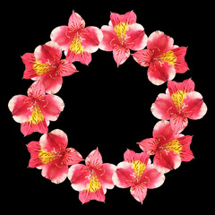 Beautiful floral circle of red Alstroemeria. Isolated