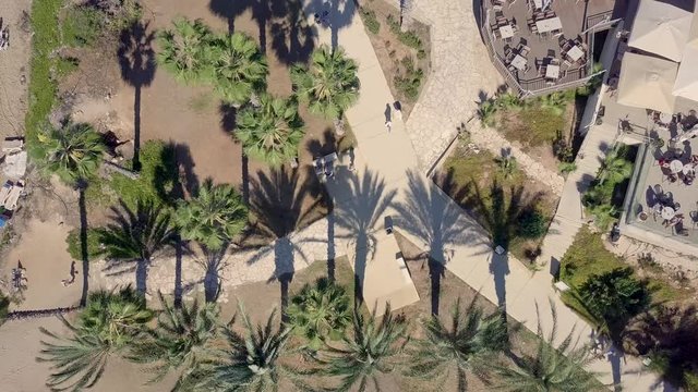 Drone aerial birds eye view of palm trees in Cyprus