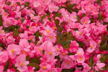 Flower background, pink sea, texture