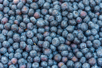 Closeup of a Pile of Fresh Blueberries in an Open Air Market