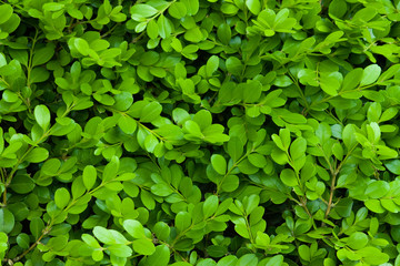 Obraz premium Green leaf material, texture ,background