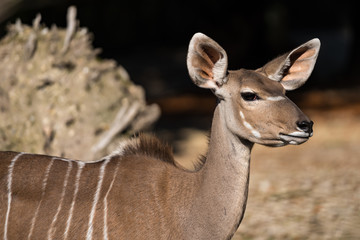 Greater kudu, Tragelaphus strepsiceros is a woodland antelope