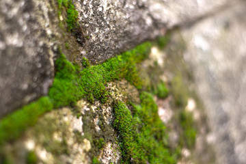 moss on wall