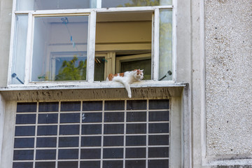Pet Cat on a Window Sill on the 5th Floor of a Apartment Building in Riga Latvia
