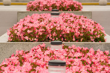 Pink flowers and beds, texture, texture