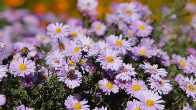 bee on the violet flower alpine aster,beautiful background of flowers of astera alpine in autumn in the sun, bele collected by the nectar on the flowers of purple