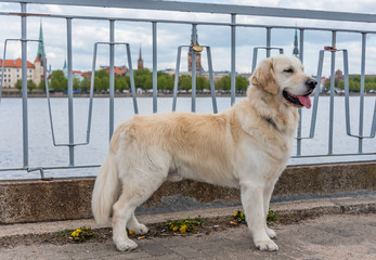 Champion Golden Retriever Posing with a Cityscape of Riga, Latvia in the Background