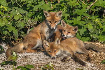 fuchsfamilie