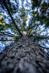 Fototapeta premium Pine tree view from the bottom up. Tree top seen from the bottom. Looking up the tree.