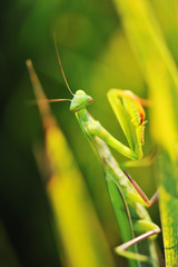 Praying mantis Stagmomantis sp on grass background