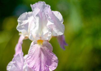 weiße schwertlilie (iris) im frühling