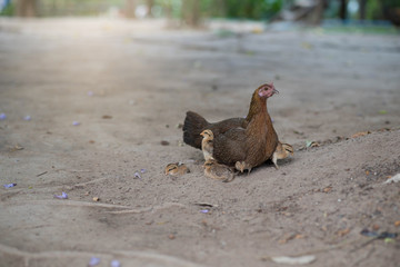 Hen with chicken hiding under wings.