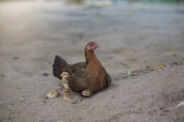 Naklejka premium Hen with chicken hiding under wings.