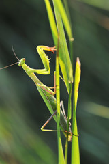 Naklejka premium Praying mantis Stagmomantis sp on grass background