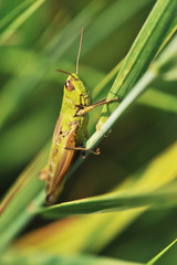 Green grasshopper - macro shot on grass background