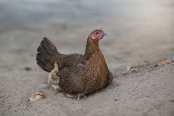 Hen with chicken hiding under wings.