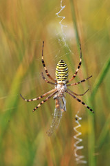 A spider web in nature background. spiderweb or cobweb is a device created by a spider out of proteinaceous spider silk extruded from its spinnerets. generally meant to catch its prey.
