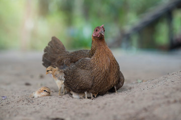 Hen with chicken hiding under wings.