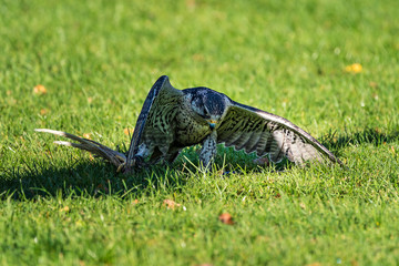 The saker falcon, Falco cherrug in a german nature park