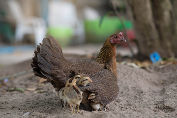 Hen with chicken hiding under wings.