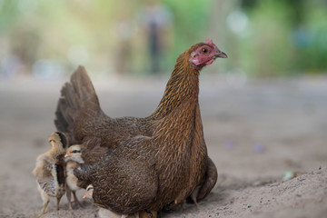 Hen with chicken hiding under wings.