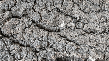 The bark of the cork tree is gray, ashen color. Can be used as a texture, background.