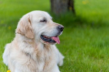Champion Golden Retriever Posing on Grass