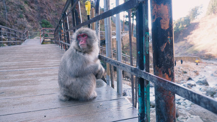 Japanese snow monkey  sitting on the bridge at Jigokudani park, Yamanouchi, Shimotakai District, Nagano Prefecture, Japan. Photo taken on  2 Dec 2018.