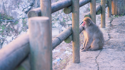 Japanese snow monkey  sitting on the bridge at Jigokudani park, Yamanouchi, Shimotakai District,...