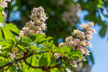 Colorful Chestnut Tree Blossoms in Spring